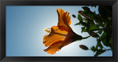 Framed Close-up of a Hibiscus flower in bloom, Oakland, California, USA Print