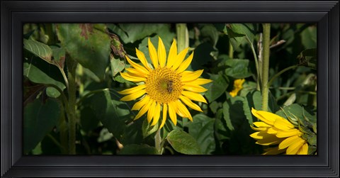 Framed Bee on sunflower, Baden-Wurttemberg, Germany Print
