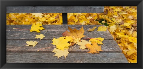 Framed Fallen leaves on a wooden bench, Baden-Wurttemberg, Germany Print