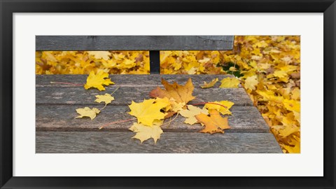 Framed Fallen leaves on a wooden bench, Baden-Wurttemberg, Germany Print