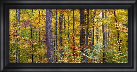 Framed Trees in autumn, Baden-Wurttemberg, Germany Print