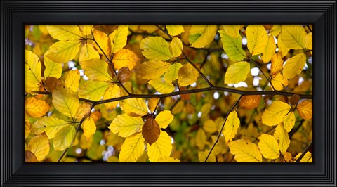 Framed Detail of autumn leaves, Baden-Wurttemberg, Germany Print