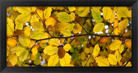 Framed Detail of autumn leaves, Baden-Wurttemberg, Germany Print