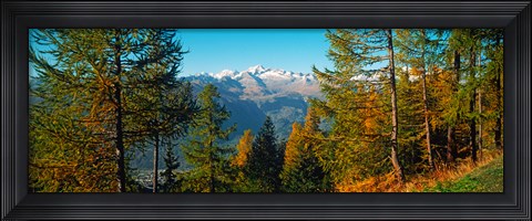 Framed Trees in autumn at Simplon Pass, Valais Canton, Switzerland (horizontal) Print