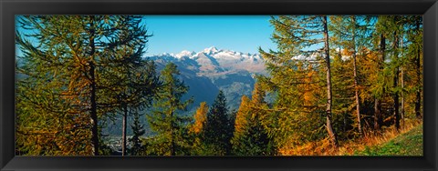 Framed Trees in autumn at Simplon Pass, Valais Canton, Switzerland (horizontal) Print