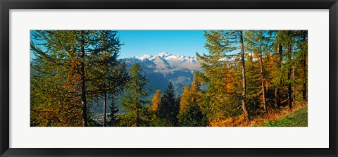 Framed Trees in autumn at Simplon Pass, Valais Canton, Switzerland (horizontal) Print