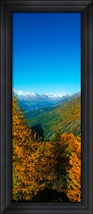 Framed Trees in autumn at Simplon Pass, Valais Canton, Switzerland (vertical) Print