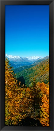 Framed Trees in autumn at Simplon Pass, Valais Canton, Switzerland (vertical) Print