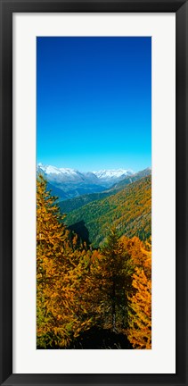 Framed Trees in autumn at Simplon Pass, Valais Canton, Switzerland (vertical) Print