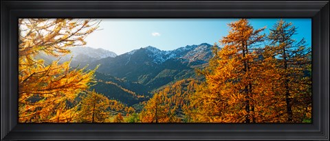 Framed Larch trees in autumn at Simplon Pass, Valais Canton, Switzerland Print