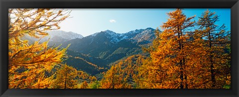 Framed Larch trees in autumn at Simplon Pass, Valais Canton, Switzerland Print