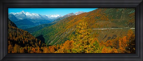 Framed Trees with road in autumn at Simplon Pass, Valais Canton, Switzerland Print