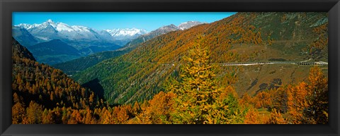 Framed Trees with road in autumn at Simplon Pass, Valais Canton, Switzerland Print