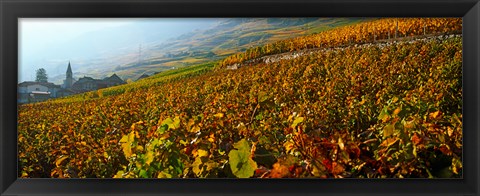 Framed Vineyards and village in autumn, Valais Canton, Switzerland Print