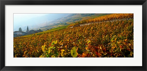 Framed Vineyards and village in autumn, Valais Canton, Switzerland Print