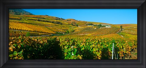 Framed Vineyards in Valais Canton, Switzerland Print