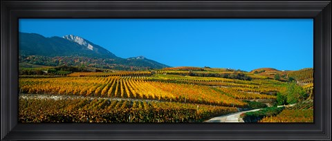 Framed Vineyards in autumn, Valais Canton, Switzerland Print