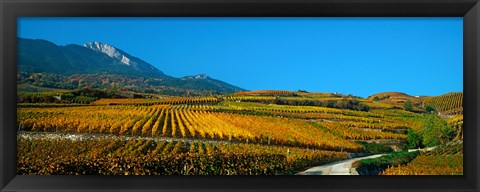 Framed Vineyards in autumn, Valais Canton, Switzerland Print