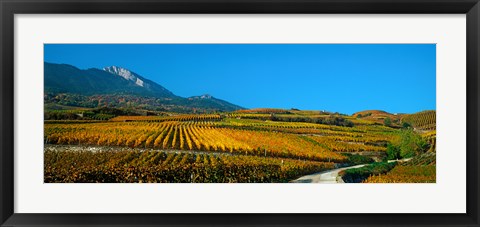 Framed Vineyards in autumn, Valais Canton, Switzerland Print
