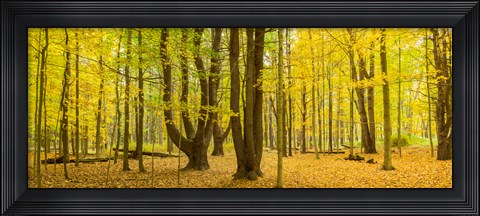 Framed Forest in autumn, Letchworth State Park, New York State, USA Print