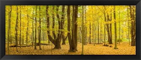 Framed Forest in autumn, Letchworth State Park, New York State, USA Print