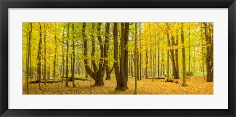 Framed Forest in autumn, Letchworth State Park, New York State, USA Print