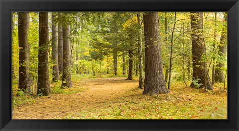 Framed Forest in autumn, New York State, USA Print