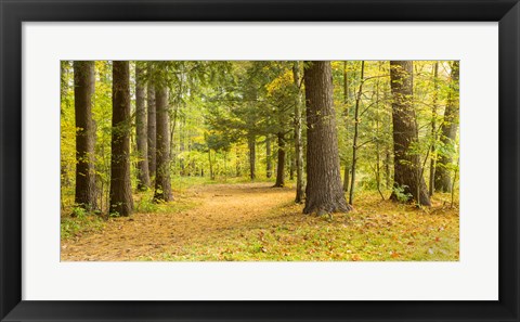 Framed Forest in autumn, New York State, USA Print