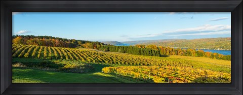 Framed Vineyard, Keuka Lake, Finger Lakes, New York State, USA Print