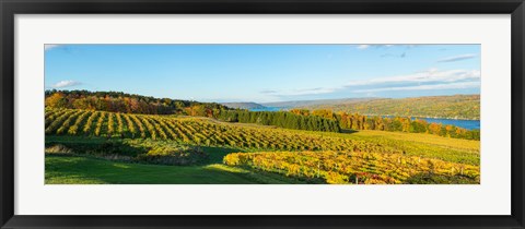 Framed Vineyard, Keuka Lake, Finger Lakes, New York State, USA Print
