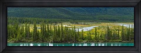 Framed Trees on a hill, Bow Valley Parkway, Banff National Park, Alberta, Canada Print