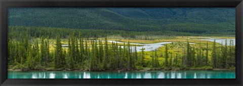 Framed Trees on a hill, Bow Valley Parkway, Banff National Park, Alberta, Canada Print