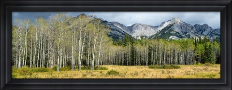 Framed Aspen trees with mountains in the background, Bow Valley Parkway, Banff National Park, Alberta, Canada Print