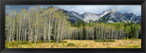 Framed Aspen trees with mountains in the background, Bow Valley Parkway, Banff National Park, Alberta, Canada Print