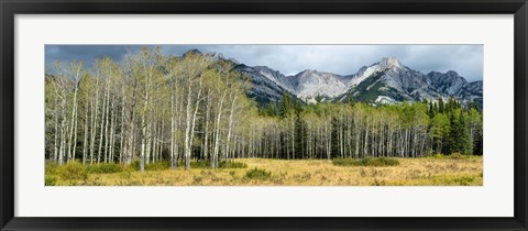 Framed Aspen trees with mountains in the background, Bow Valley Parkway, Banff National Park, Alberta, Canada Print