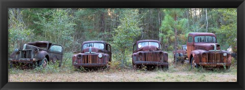 Framed Old rusty cars and trucks on Route 319, Crawfordville, Wakulla County, Florida, USA Print