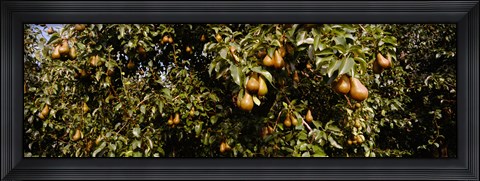 Framed Close Up of Pear trees in an orchard, Hood River, Oregon Print