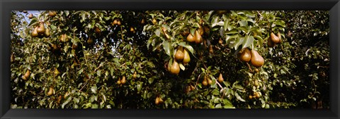 Framed Close Up of Pear trees in an orchard, Hood River, Oregon Print