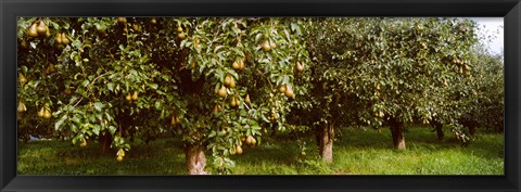 Framed Pear trees in an orchard, Hood River, Oregon Print