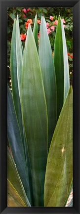 Framed Close-up of a domestic Agave plant, Baja California, Mexico Print