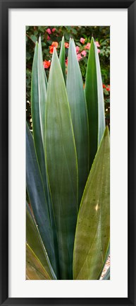 Framed Close-up of a domestic Agave plant, Baja California, Mexico Print