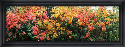 Framed Bougainvillea flowers in garden, St. John, US Virgin Islands Print