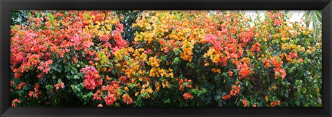 Framed Bougainvillea flowers in garden, St. John, US Virgin Islands Print