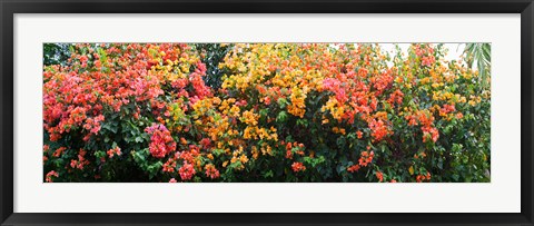 Framed Bougainvillea flowers in garden, St. John, US Virgin Islands Print