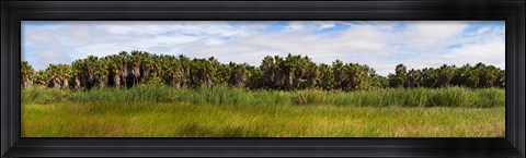 Framed Palm tree grove near Las Palmas Beach, Baja California Sur, Mexico Print