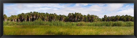 Framed Palm tree grove near Las Palmas Beach, Baja California Sur, Mexico Print