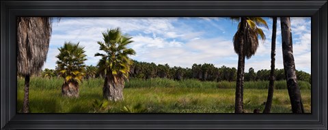 Framed Grove of Mexican fan palm trees near Las Palmas Beach, Todos Santos, Baja California Sur, Mexico Print