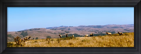 Framed Herd of Roosevelt elk (Cervus canadensis roosevelti) at Point Reyes National Seashore, Marin County, California, USA Print