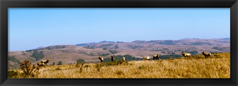 Framed Herd of Roosevelt elk (Cervus canadensis roosevelti) at Point Reyes National Seashore, Marin County, California, USA Print