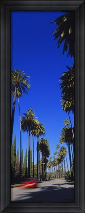 Framed Palm trees along a road, Beverly Hills, Los Angeles County, California, USA Print